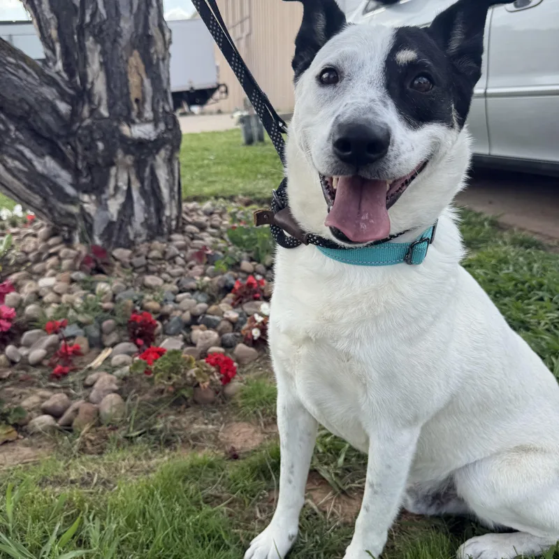 Charlie Brown thumbnail 4