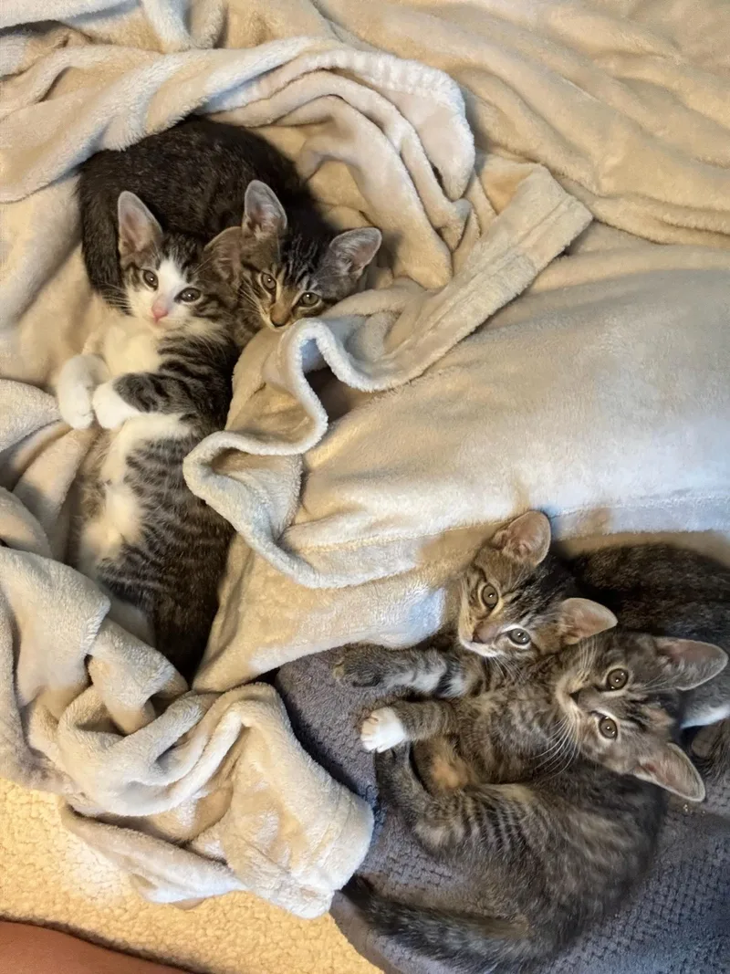 A baby medium-sized male Tabby (Brown / Chocolate) Domestic Short Hair cat named Jerry for adoption in Newark, NJ