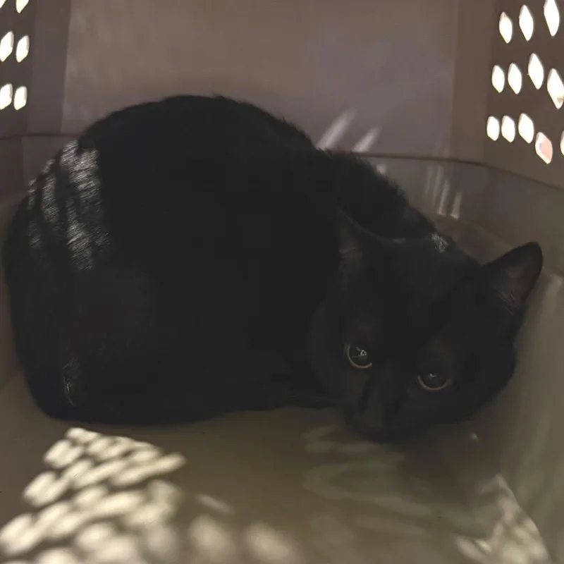 An adult medium-sized male Black Domestic Short Hair cat named Pisco for adoption in Charlottesville, VA