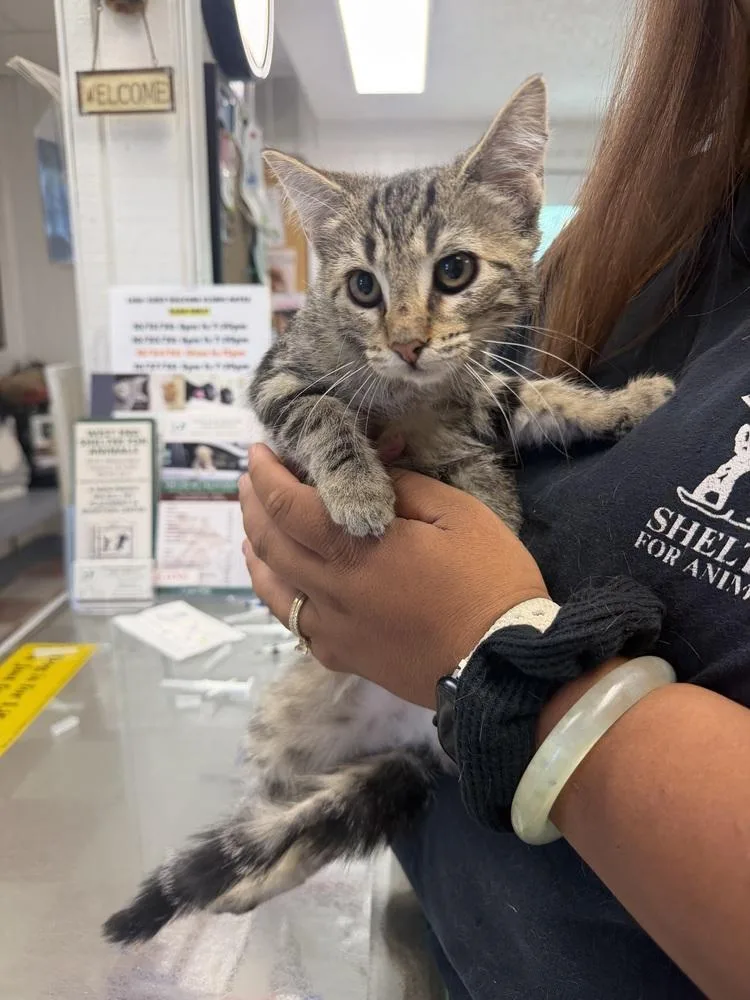 A young small-sized female Domestic Medium Hair cat named Darla for adoption in Ontario, CA