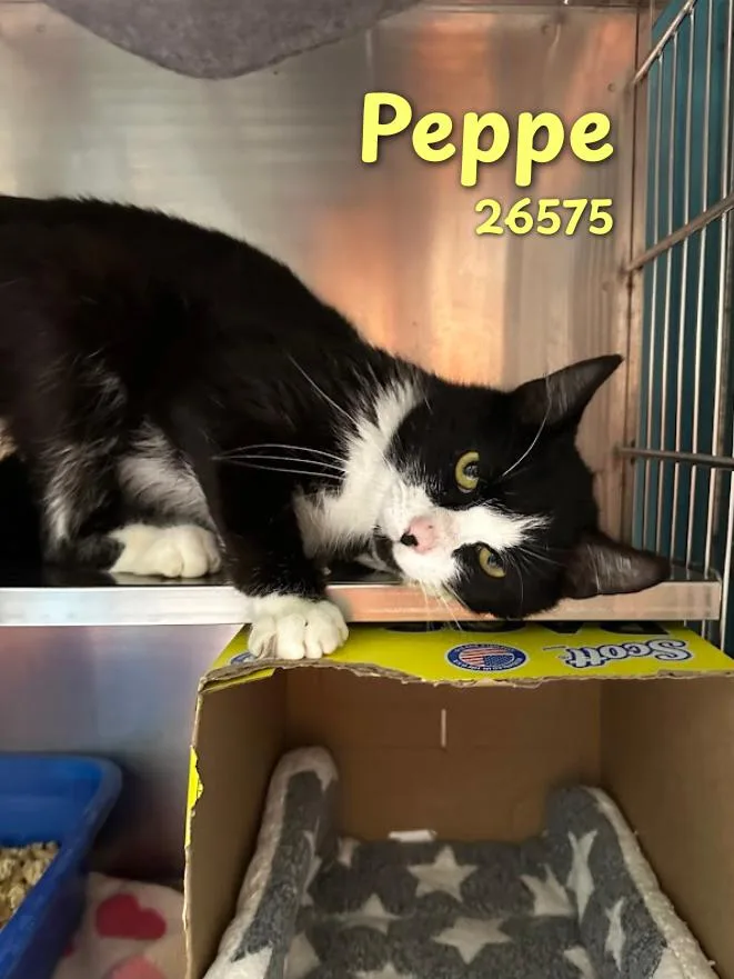 A young medium-sized male Black & White / Tuxedo Domestic Short Hair cat named Peppe for adoption in Oak Ridge, TN