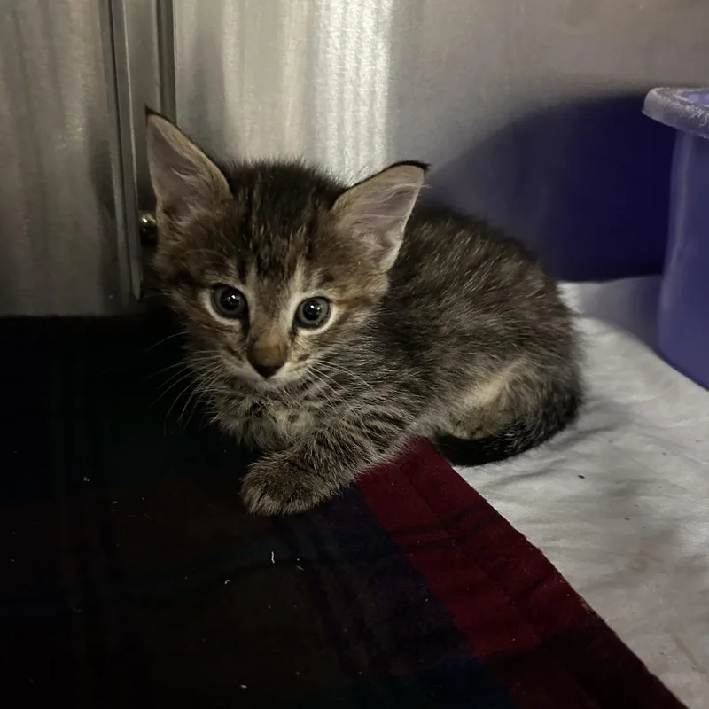 A baby small-sized female Domestic Short Hair cat named Curly for adoption in Manhattan, KS