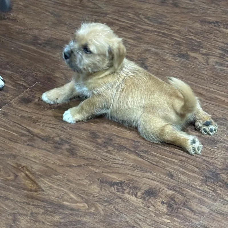 A baby medium-sized male Apricot / Beige Border Terrier dog named Romeo for adoption in Spring, TX