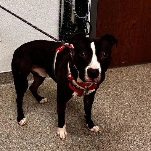 An adult medium-sized male Black Pit Bull Terrier dog named Gromit for adoption in Matteson, IL
