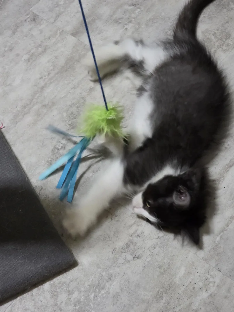 A baby medium-sized female Black & White / Tuxedo Domestic Medium Hair cat named Caroline for adoption in Battle Creek, MI