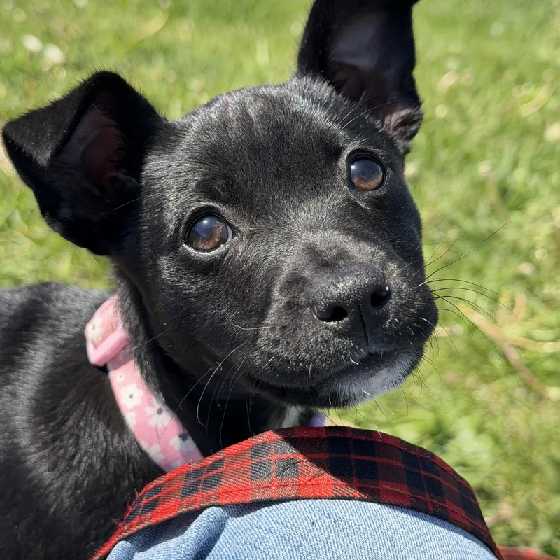 A baby small-sized female Black Terrier dog named June for adoption in Clinton, IL