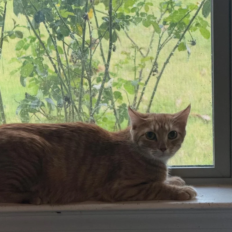 A young medium-sized female Domestic Long Hair cat named Annabelle for adoption in mount vernon, AR