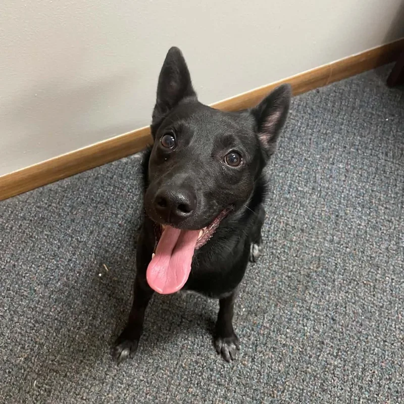 A young medium-sized male Black Australian Cattle Dog / Blue Heeler dog named Bandit for adoption in Wichita, KS