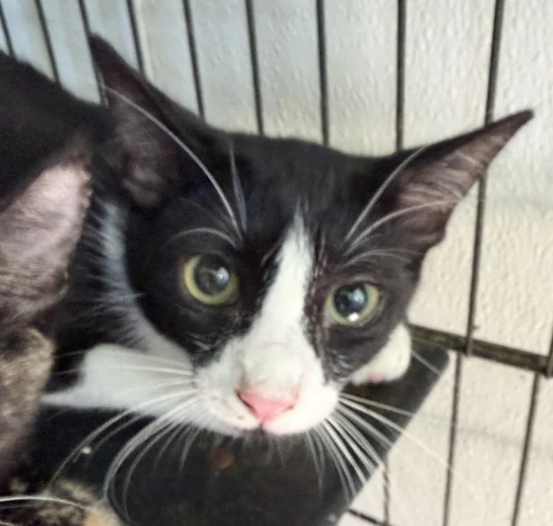 A baby medium-sized male Domestic Short Hair cat named Zep for adoption in Deming, NM