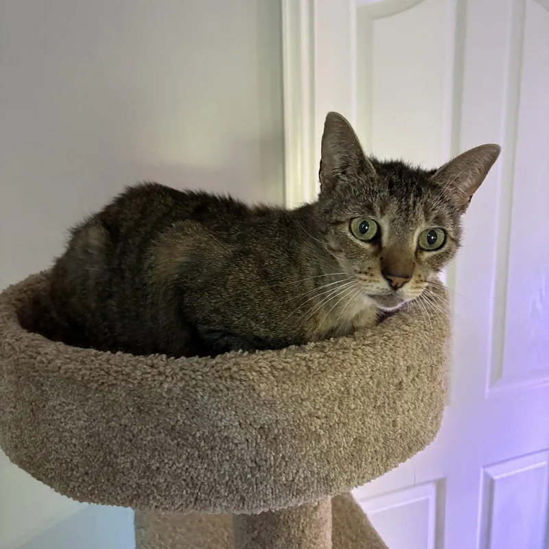 A senior medium-sized female Tabby cat named Dolly Purrton for adoption in MONTGOMERY, TX