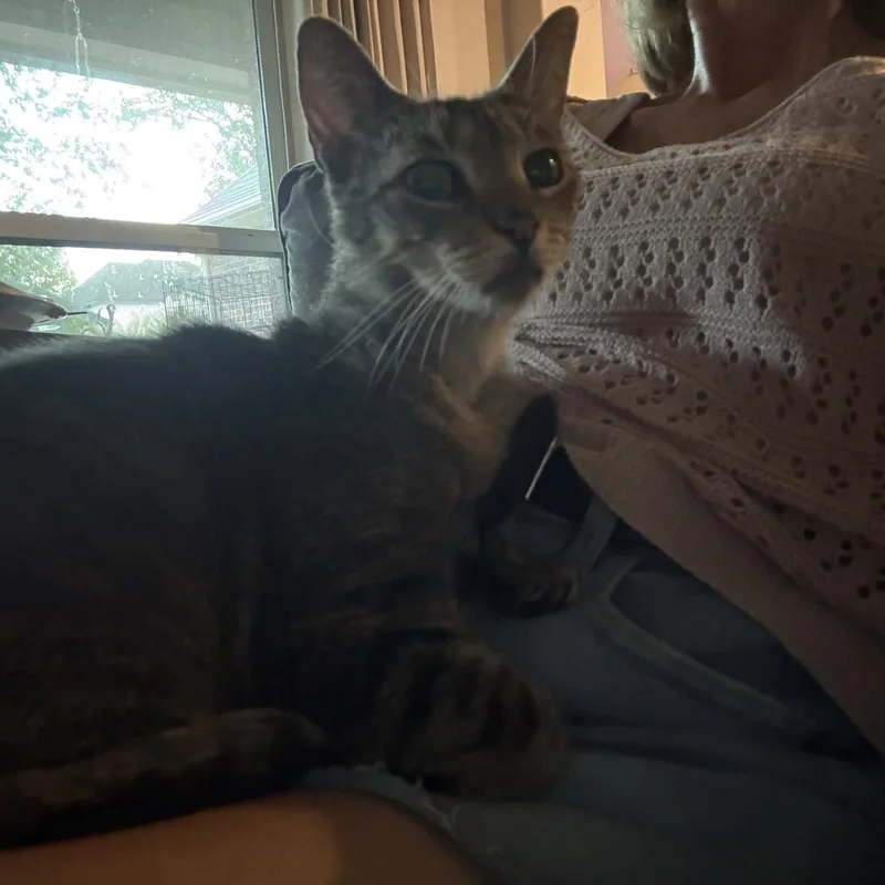 Dolly Purrton thumbnail 2