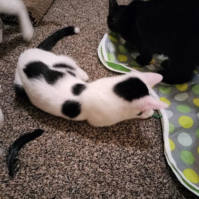 A baby small-sized female White American Shorthair cat named Pipsqueak for adoption in Layton, UT