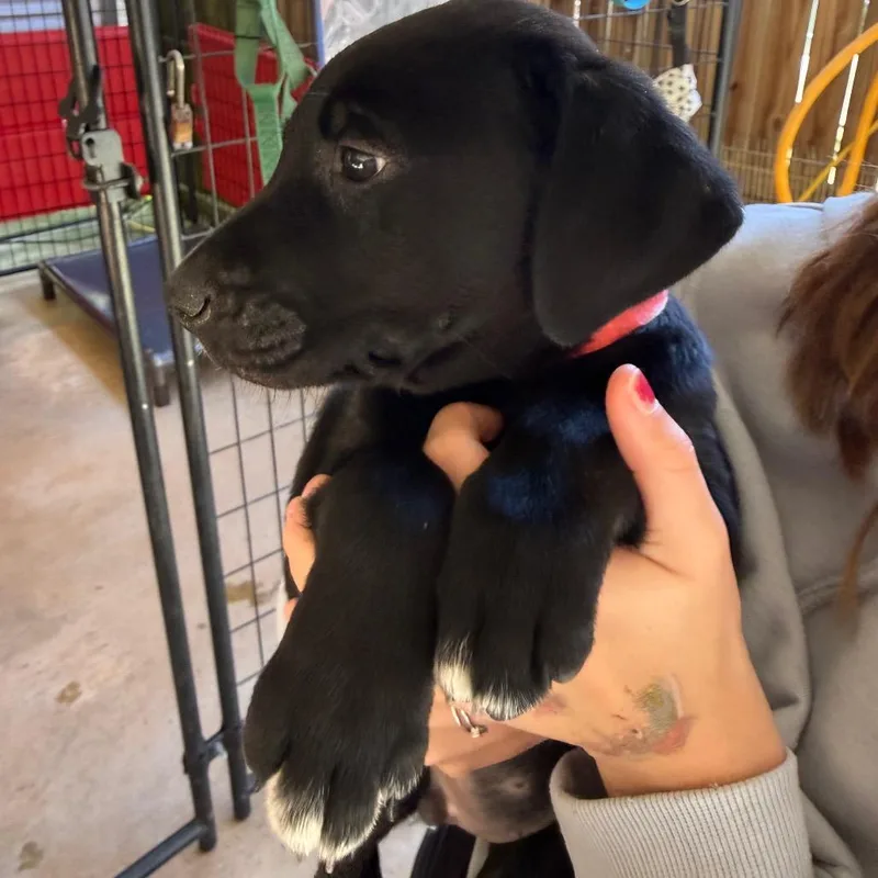 A baby small-sized male Black Mixed Breed dog named Clover for adoption in Hamilton, GA