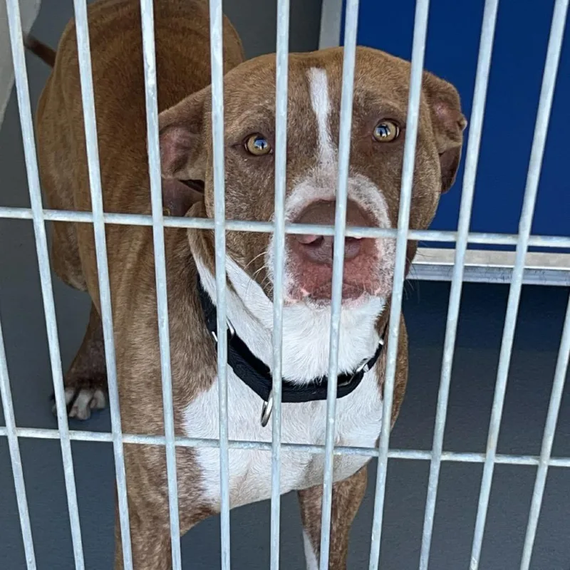 An adult medium-sized male Brown / Chocolate Terrier dog named Dr. Pepper for adoption in Marshall, TX