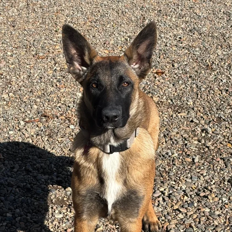 A young large-sized female Brown / Chocolate Mixed Breed dog named Dolly for adoption in Medford, OR