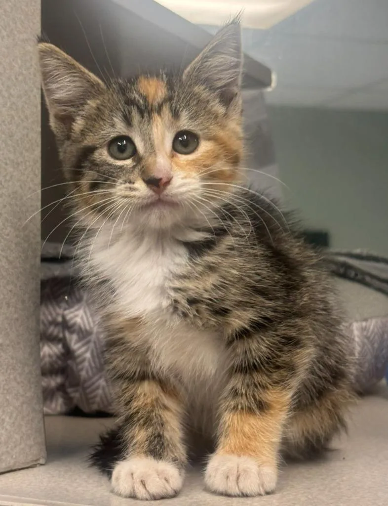 A baby large-sized female Domestic Short Hair cat named Sunflower for adoption in Viroqua, WI