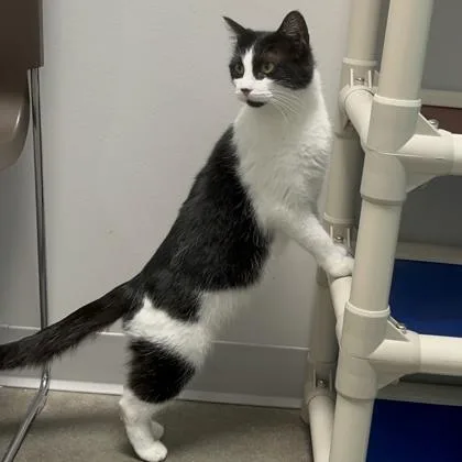 A young small-sized female Domestic Short Hair cat named Sharon for adoption in Janesville, WI
