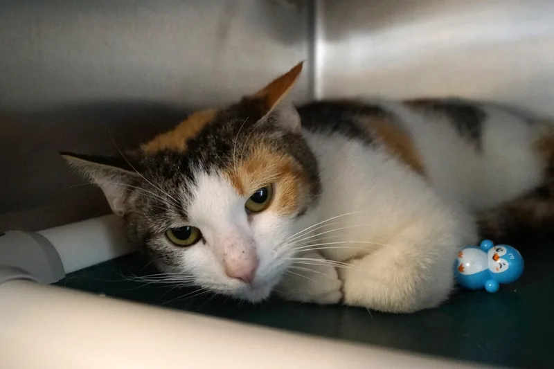 An adult medium-sized female Calico cat named April for adoption in New Milford, CT