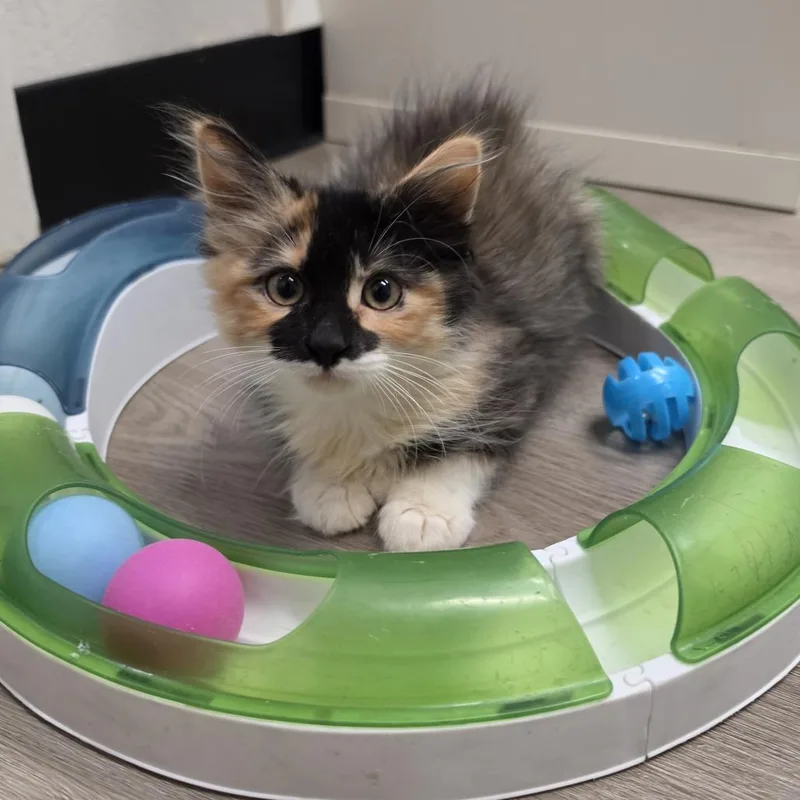A baby small-sized female Domestic Medium Hair cat named Rumi for adoption in Pleasant Hill, CA