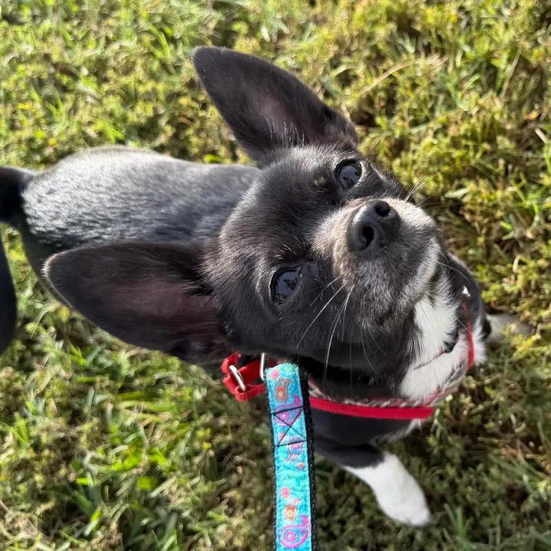 An adult small-sized female Chihuahua dog named Beauty for adoption in Newark, DE