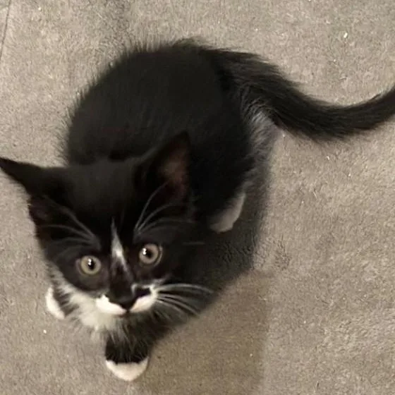 A baby medium-sized female Black & White / Tuxedo Domestic Medium Hair cat named Ophelia for adoption in Bolingbrook, IL