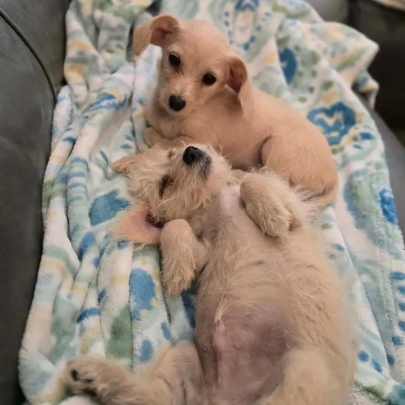 A baby small-sized female Miniature Poodle dog named Jaci for adoption in Parker, CO