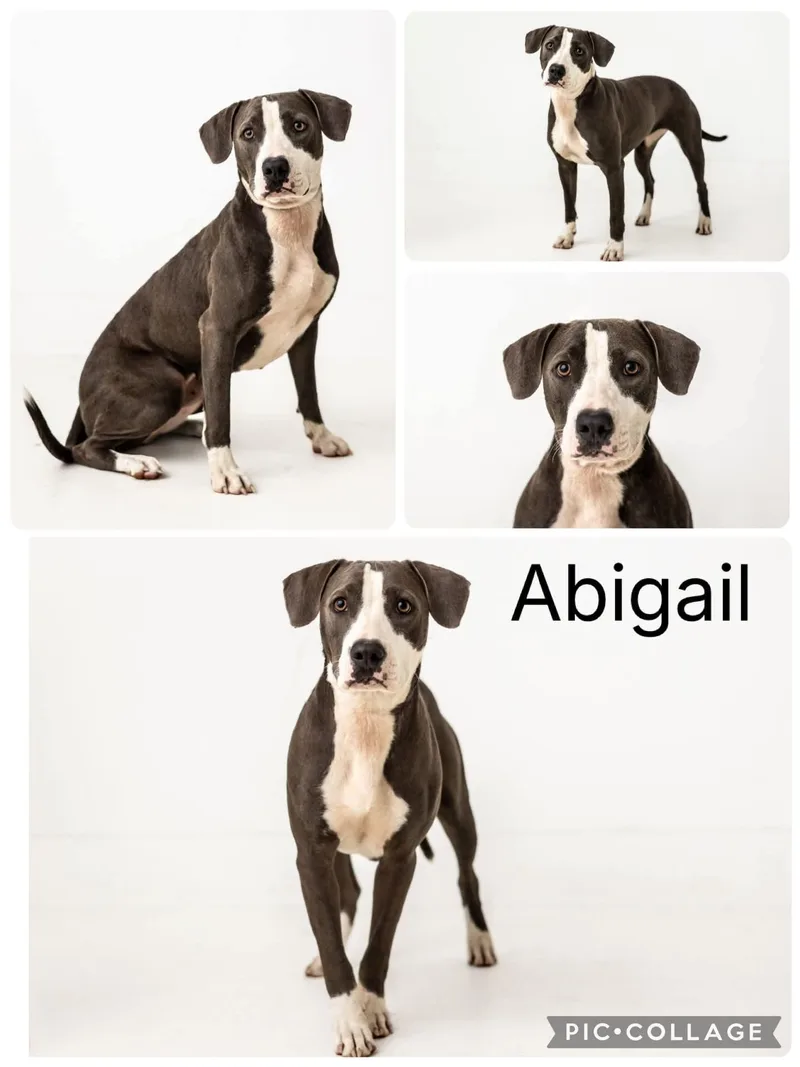 A young medium-sized female Brown / Chocolate German Shorthaired Pointer dog named Abigail for adoption in Enterprise, AL