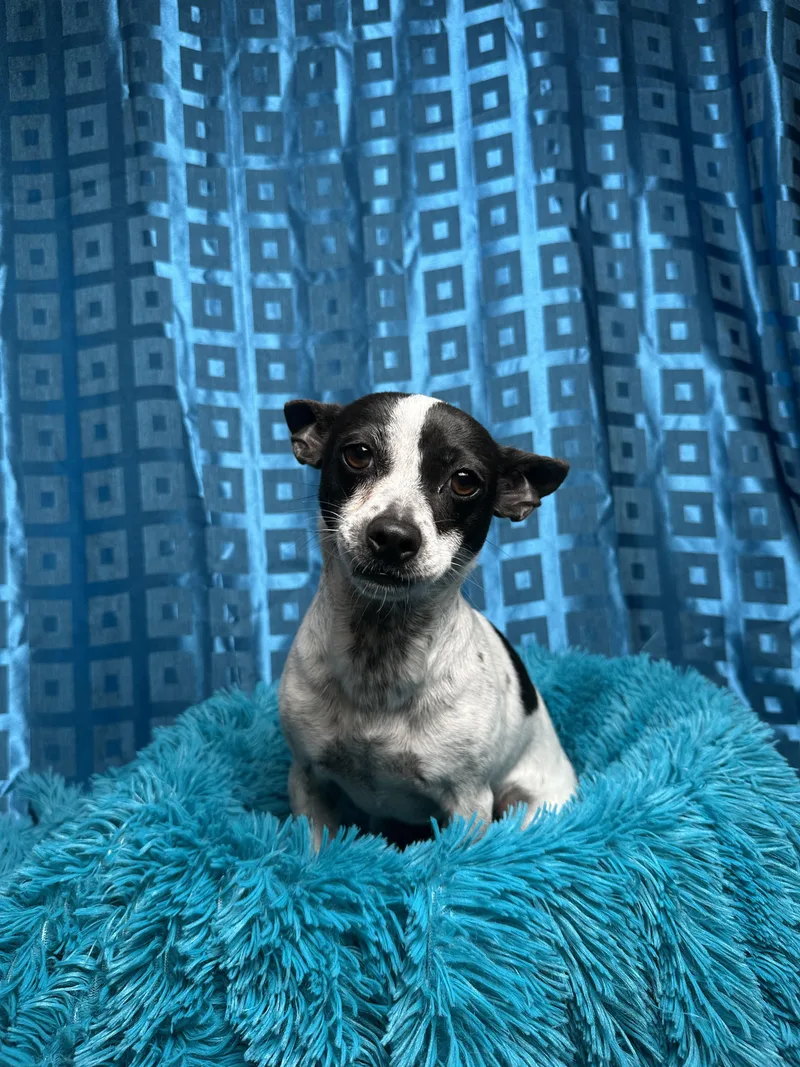 Pepper