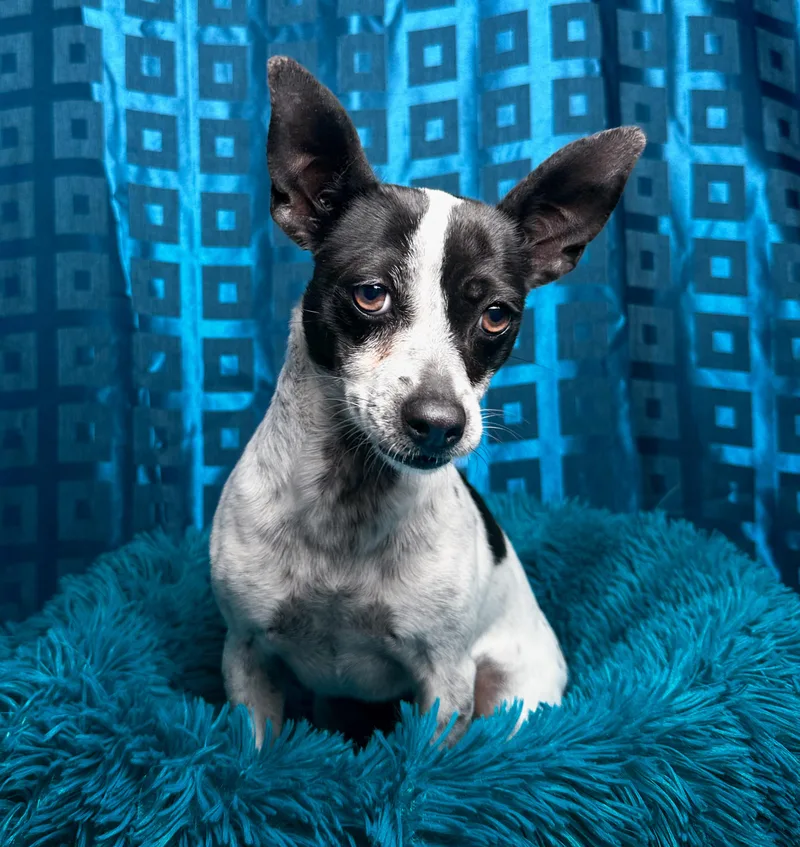 Pepper thumbnail 2