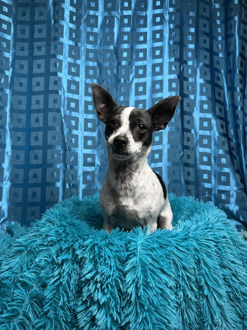 Pepper thumbnail 3
