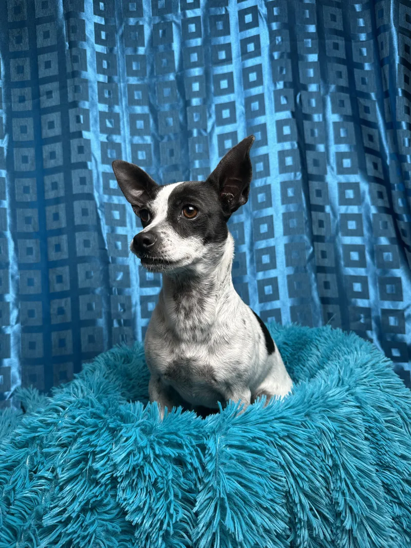 Pepper thumbnail 4