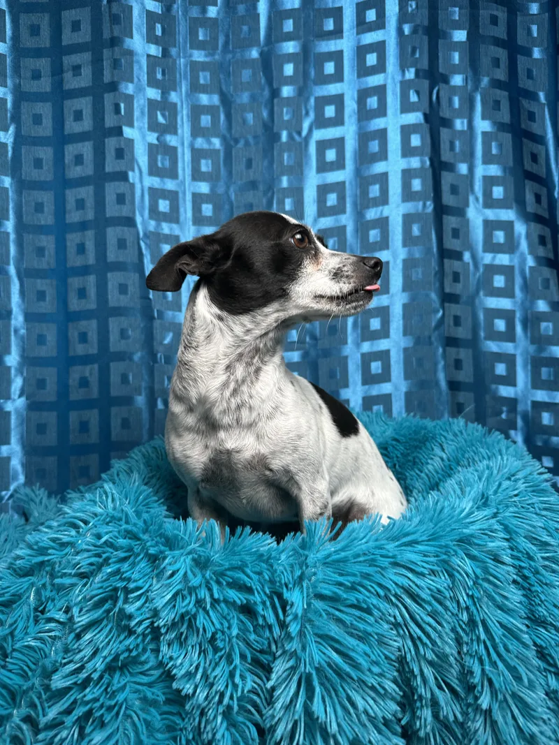 Pepper thumbnail 5