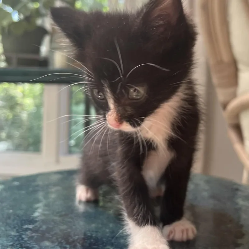 A baby small-sized male Black Domestic Short Hair cat named Malcolm for adoption in La Grange, KY