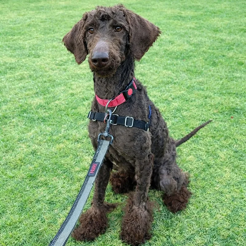 Brunohome Visit In Process