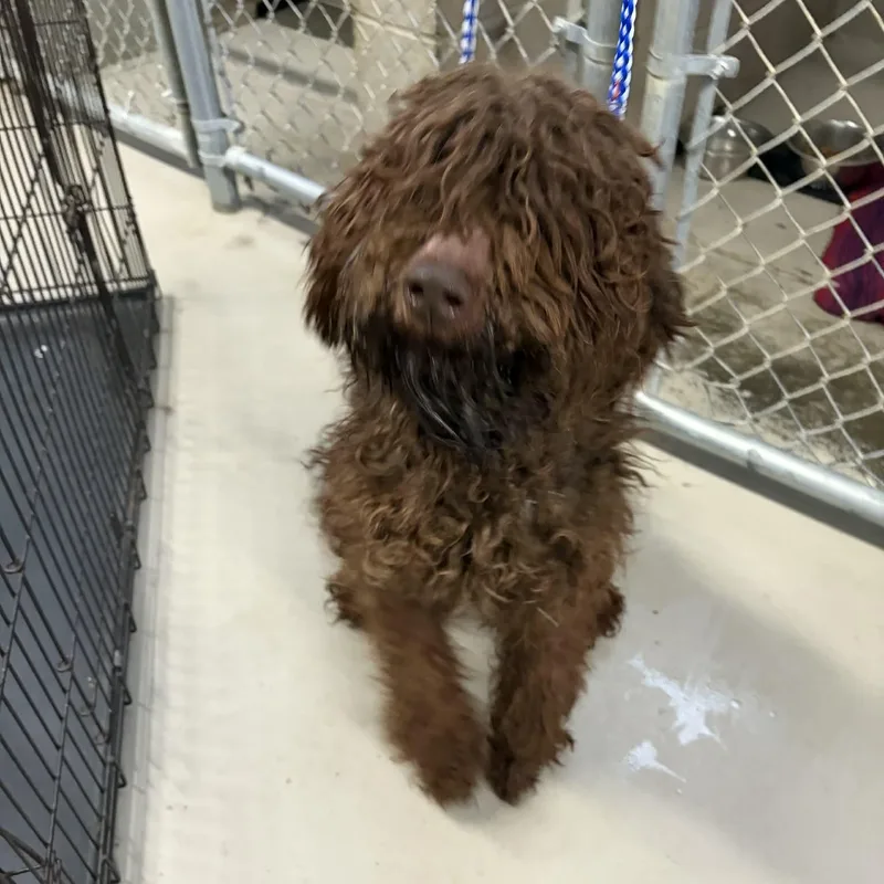 Brunohome Visit In Process thumbnail 3