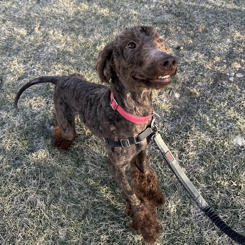 Brunohome Visit In Process thumbnail 4