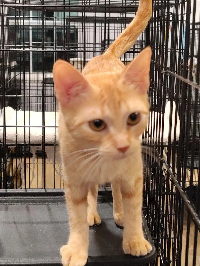 A baby medium-sized female Domestic Short Hair cat named Sunshine for adoption in Richland Hills, TX
