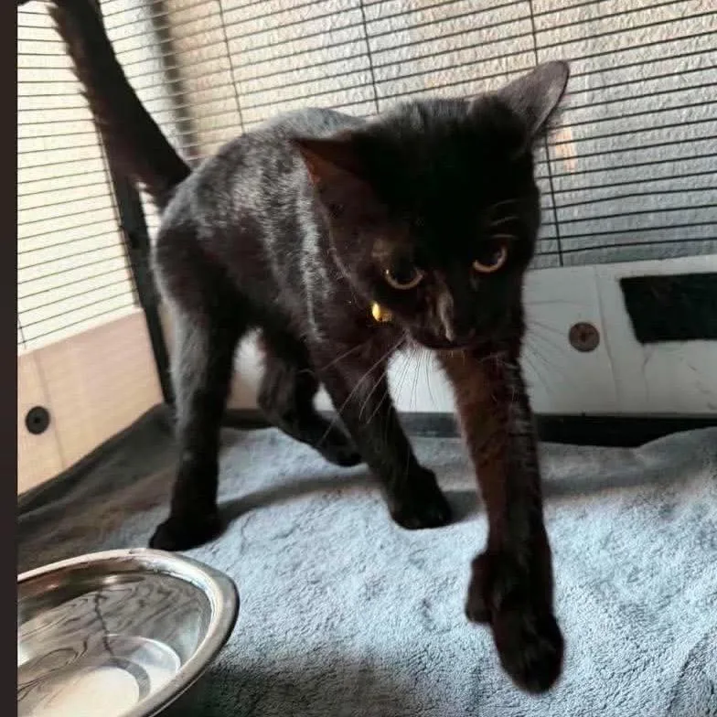 A young small-sized female Black Domestic Short Hair cat named Primrose for adoption in Nampa, ID