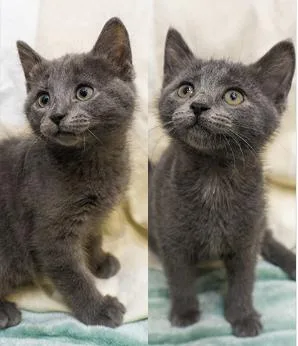 A baby small-sized female Gray / Blue / Silver Domestic Short Hair cat named Button and Bean for adoption in Encinitas, CA