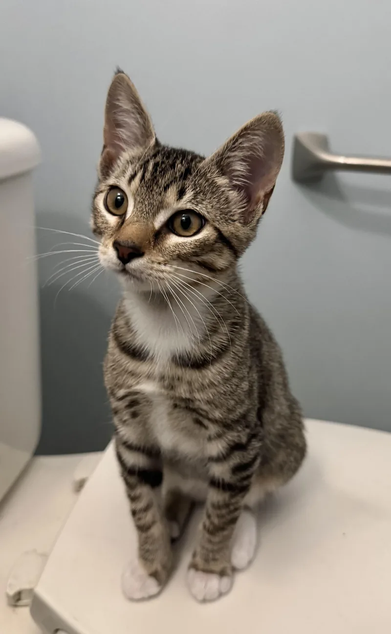 A young medium-sized male Domestic Short Hair cat named Memphis for adoption in Ponte vedra, FL