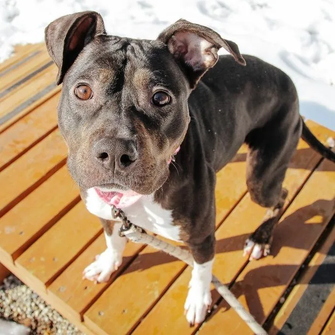 An adult medium-sized female Black Mixed Breed dog named Mila for adoption in West Olive, MI