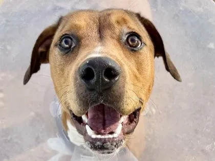 An adult medium-sized female Apricot / Beige Mixed Breed dog named Karen for adoption in Georgetown, TX
