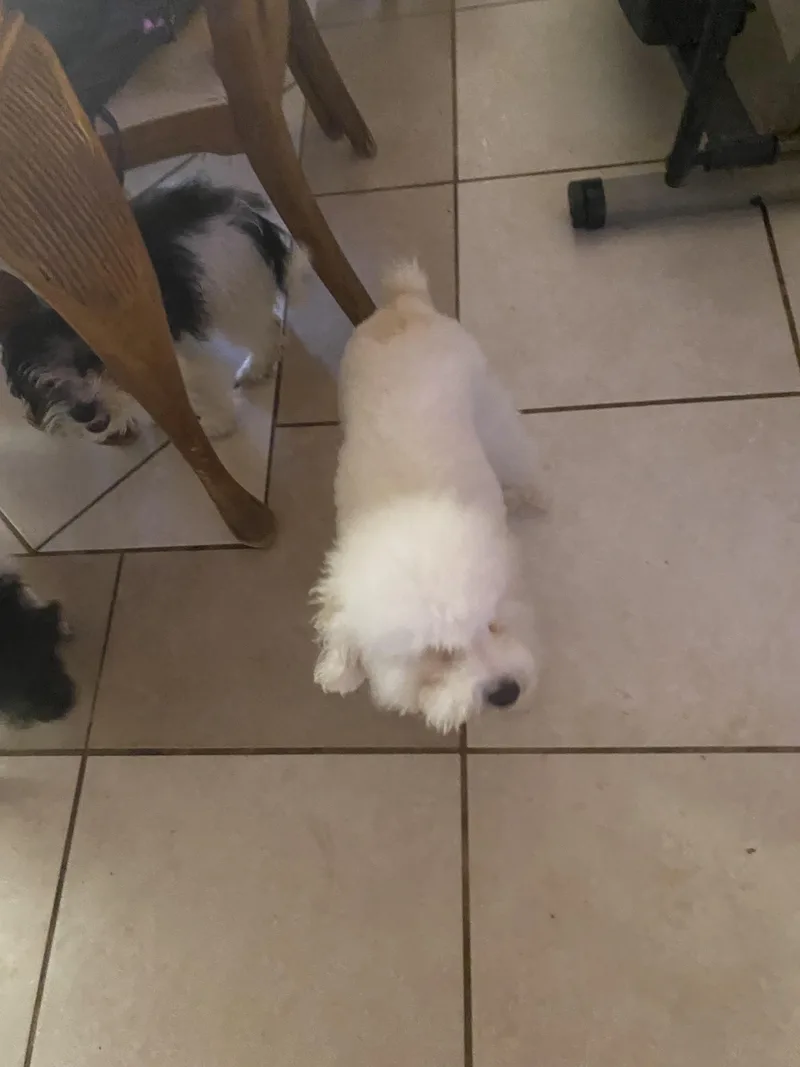 An adult small-sized female White / Cream Poodle (Toy) dog named Pearl for adoption in Moreno Valley, CA