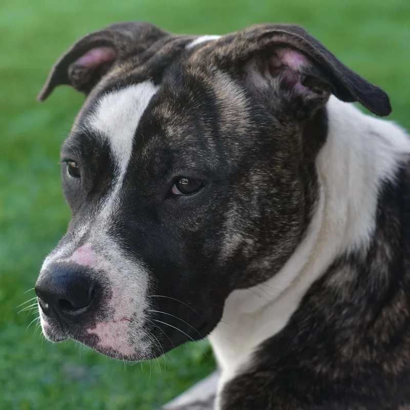 An adult medium-sized female Brindle Pit Bull Terrier dog named Pansy for adoption in Ottawa, KS