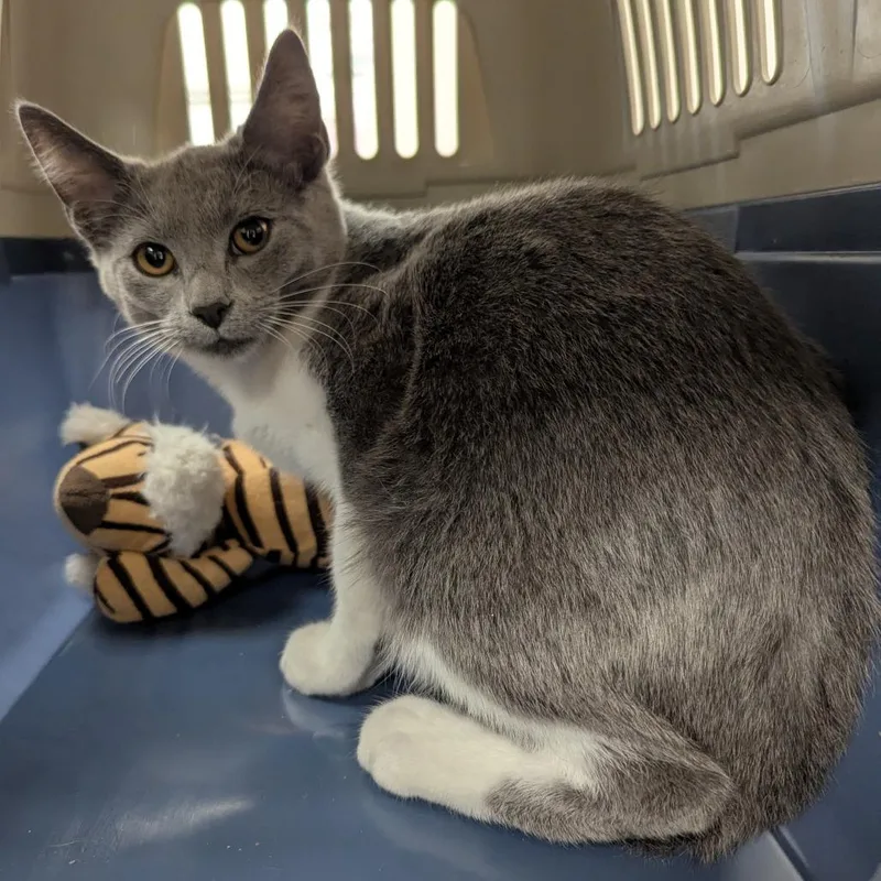 A baby small-sized male Gray / Blue / Silver Domestic Short Hair cat named Lucky Money for adoption in Evansville, IN
