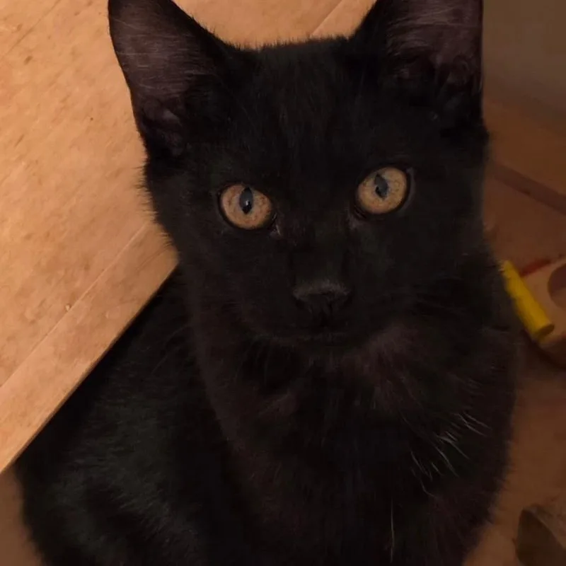 A baby small-sized male Black Domestic Short Hair cat named Clint for adoption in Sunnyvale, CA