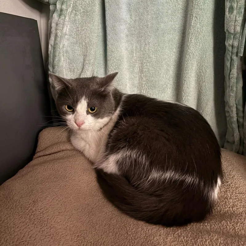 Precious thumbnail 3