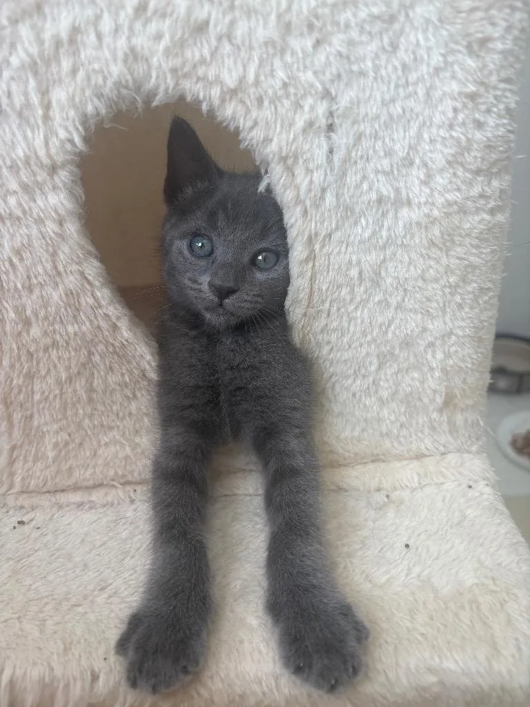 A baby small-sized male Domestic Short Hair cat named Stormy G for adoption in Ogden, UT
