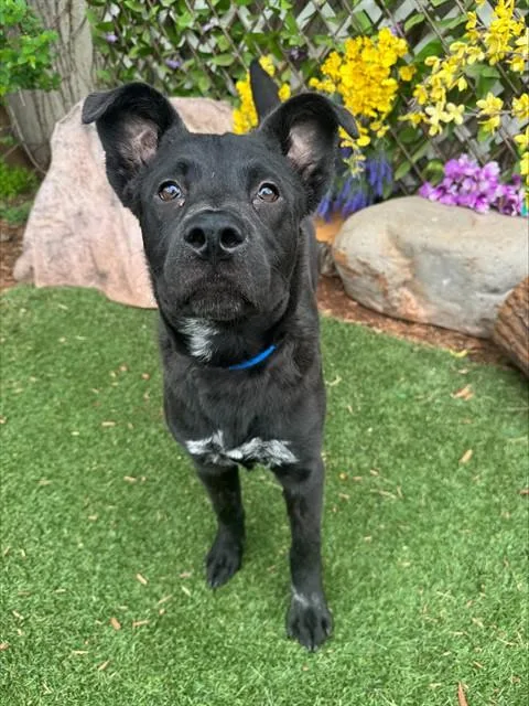 A young small-sized male Chow Chow dog named Cash for adoption in Oklahoma City, OK
