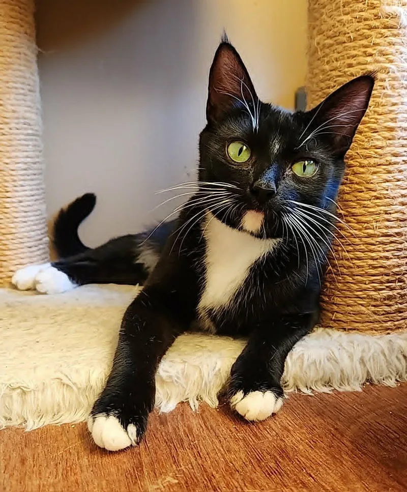 A young medium-sized female Black & White / Tuxedo American Shorthair cat named Tuxie for adoption in San Jose, CA
